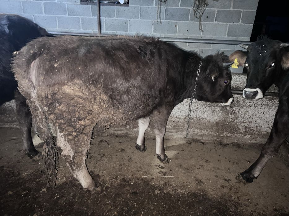 Соғым сатылады семіз