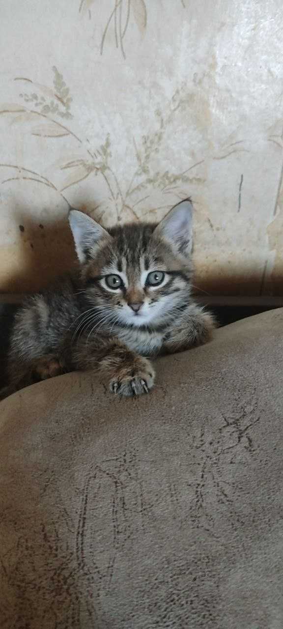 отдам котенка в хорошие и добрые руки
