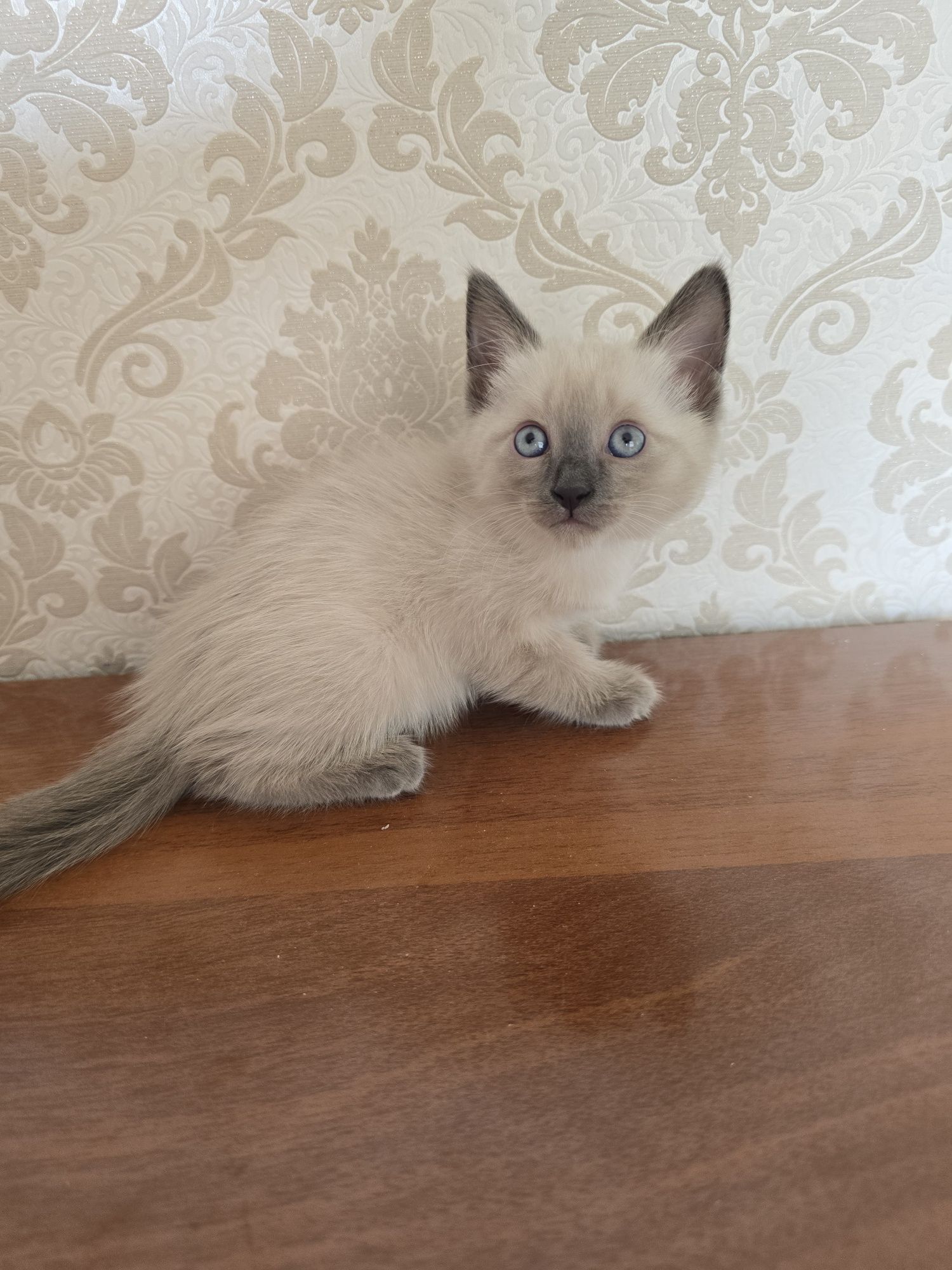 Продажа котят тайской кошки – 1 месяц