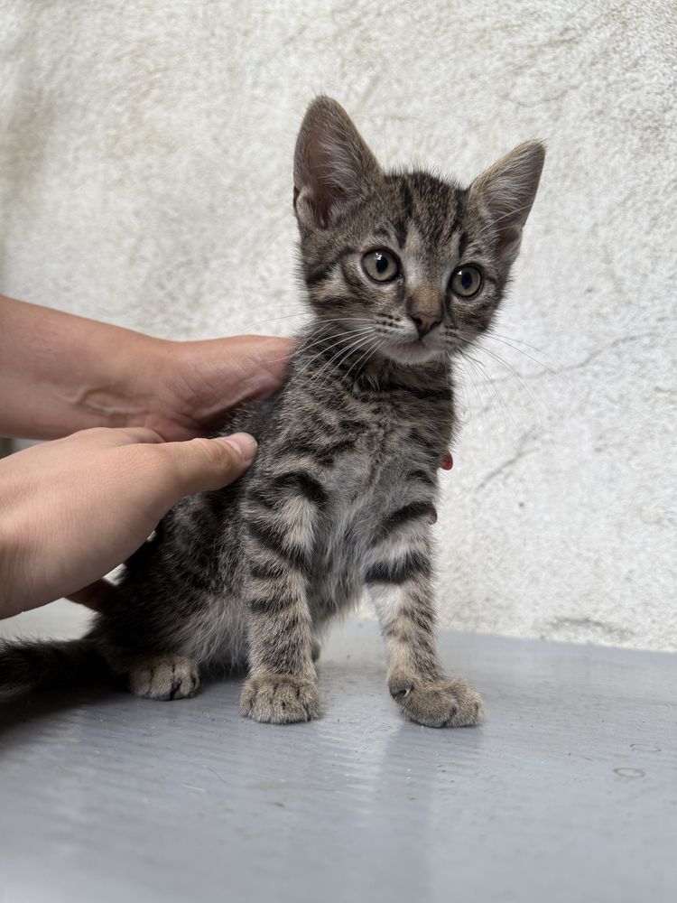 Pui de pisica spre adoptie
