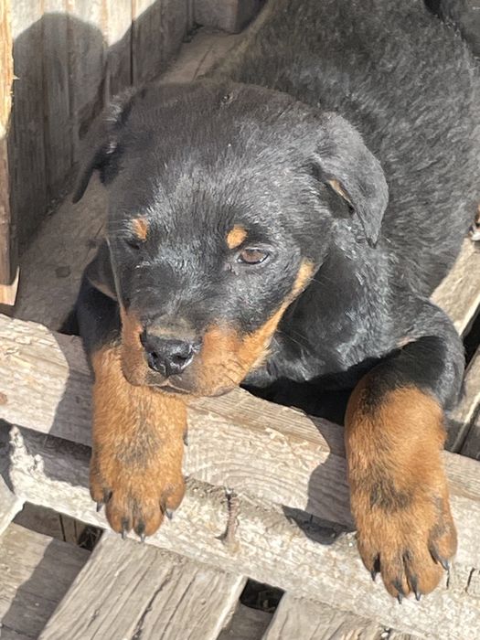 Vand catel rotweilar pui