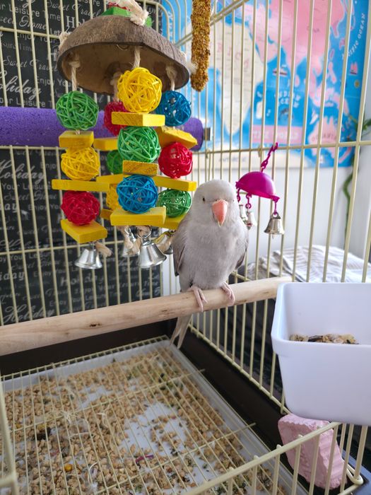 Vand papagal Micul Alexandru