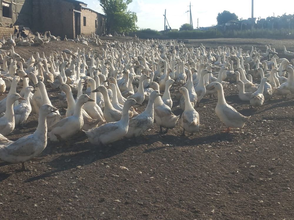 Белые утки кордай