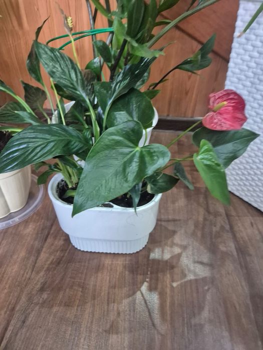 Цветы в горшке 2-видов