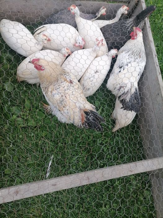 Bibilici 4 femele și 1 mascul