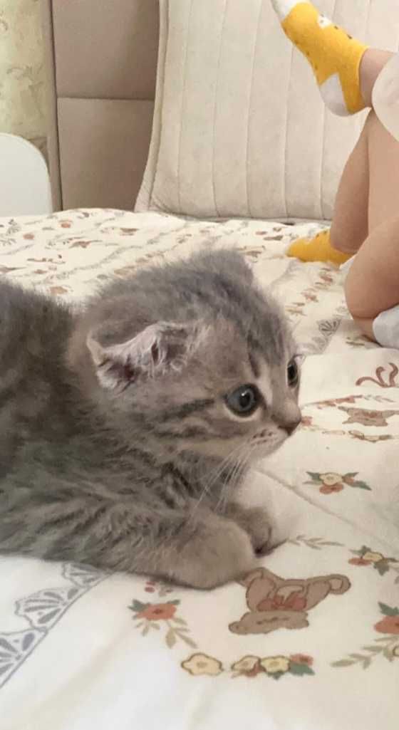 Продам шотладскую прямоухую (скоттиш страйт), 8 месяцев