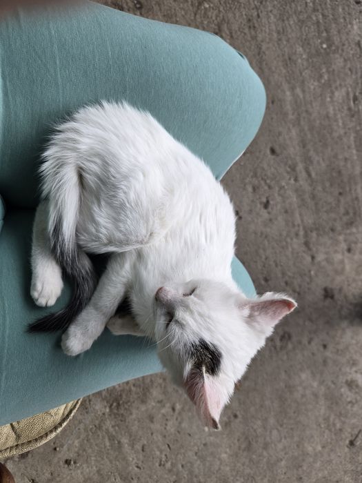 Dau spre adopție 2 pisicuțe