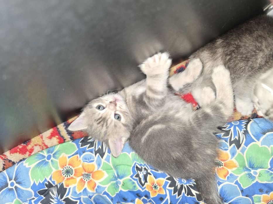 Скотиш фолд 1 ойлик