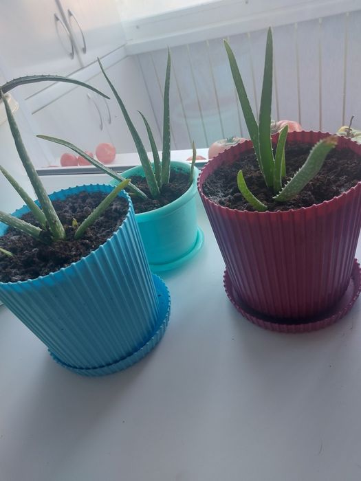 Продам алоэ лечебный