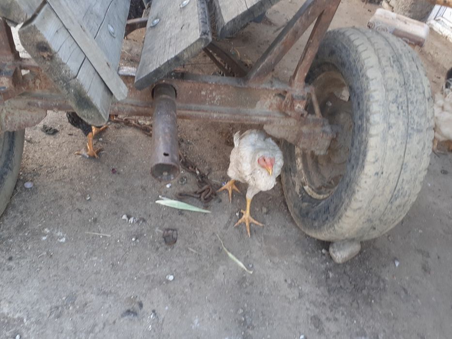 Vind schimb căruță