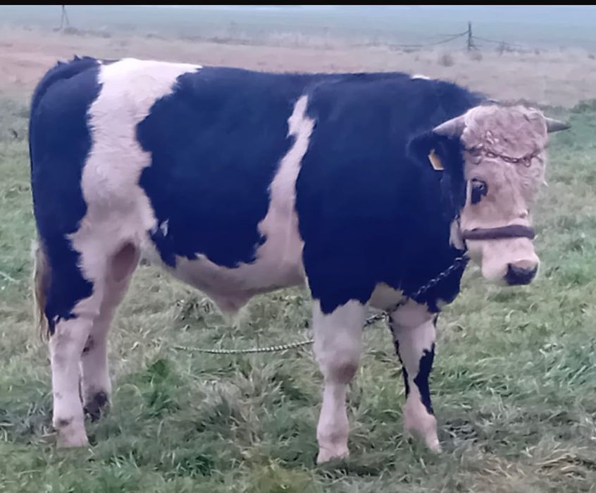 Vițel Holstein de vânzare