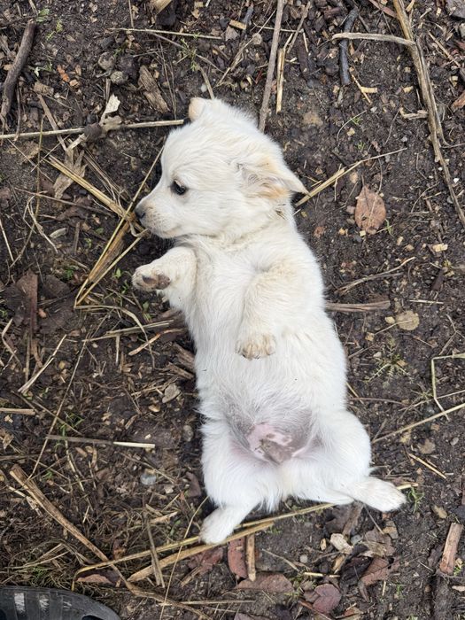 Donez dau spre adoptie 4 catei metis de talie mica