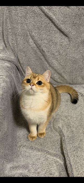 Băiețel British shorthair golden cu pedigree