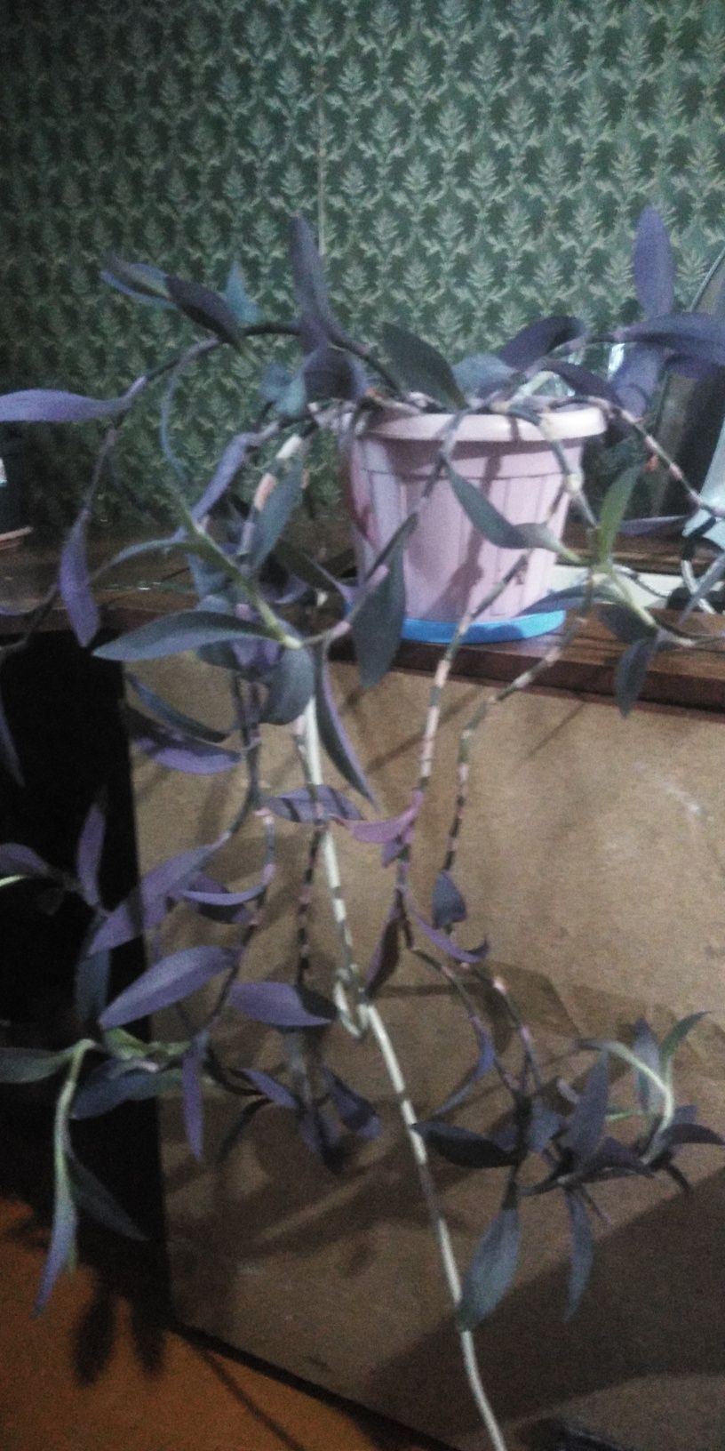 Продам цветы, красивый,
