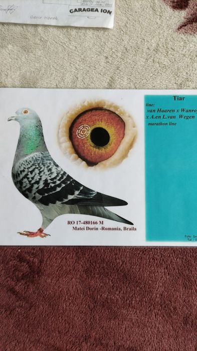 Voiajori cu pedigreu