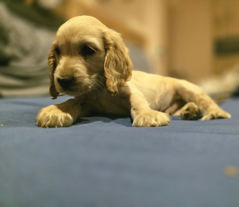 Кокер шпаньол кученца