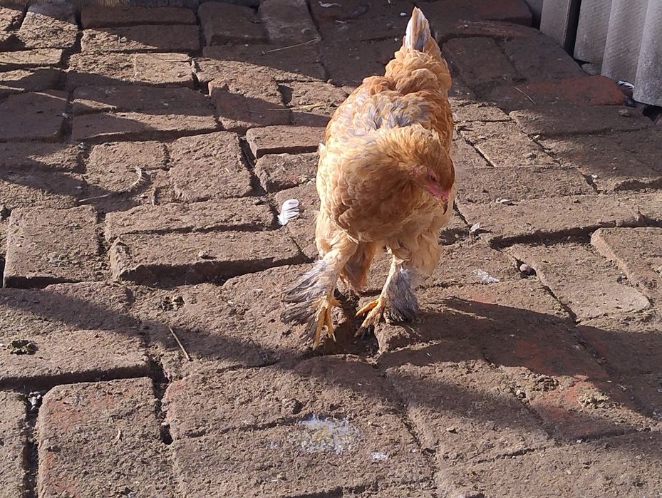 10 brahma de anul acesta