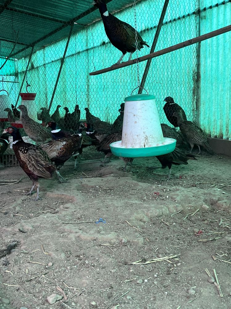 Fazani Comuni