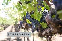 Struguri de vin Orlesti