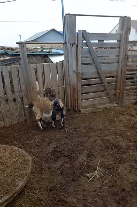 Ешкілер сатылады