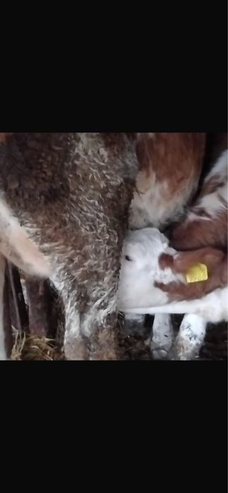 Vand vaca la prima fatare