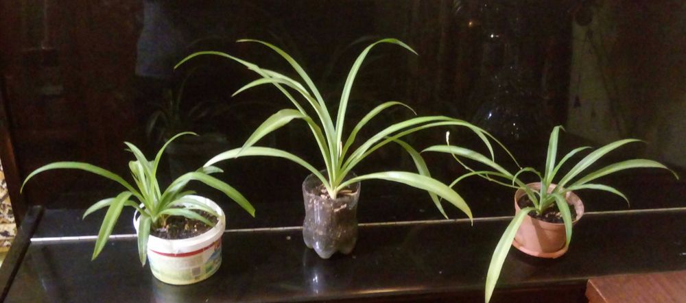 Продам хлорофитум