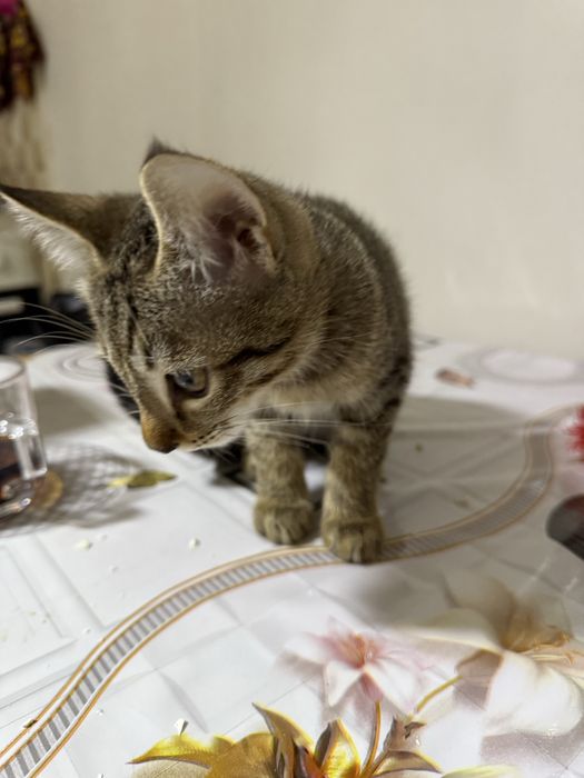 В добрые руки отдаем котят