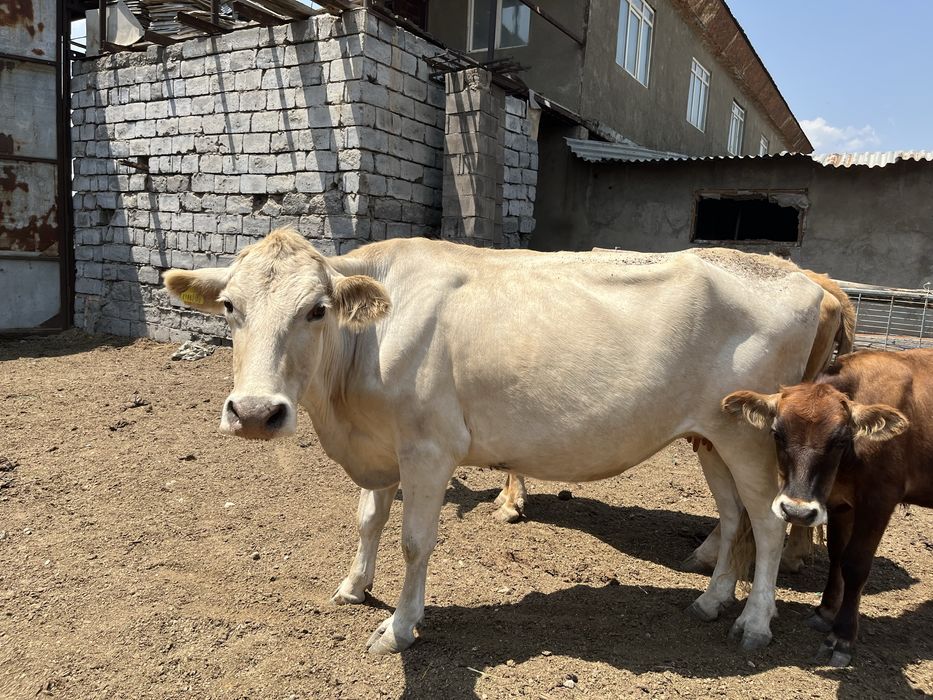 Корова парода казахская белоголовая