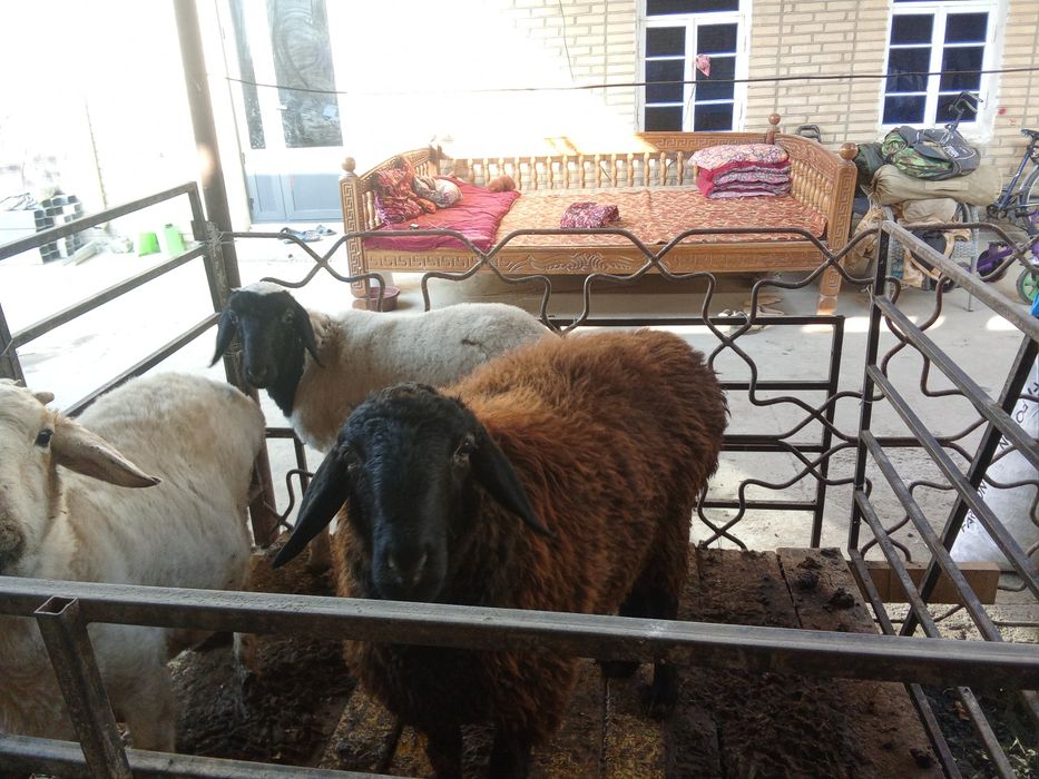 Куй бугоз Хар йил 2 та тугади