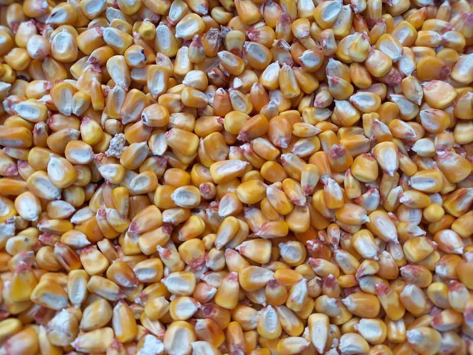 Porumb boabe 2025 , grau , floarea soarelui , ovaz , orz , orzoaica