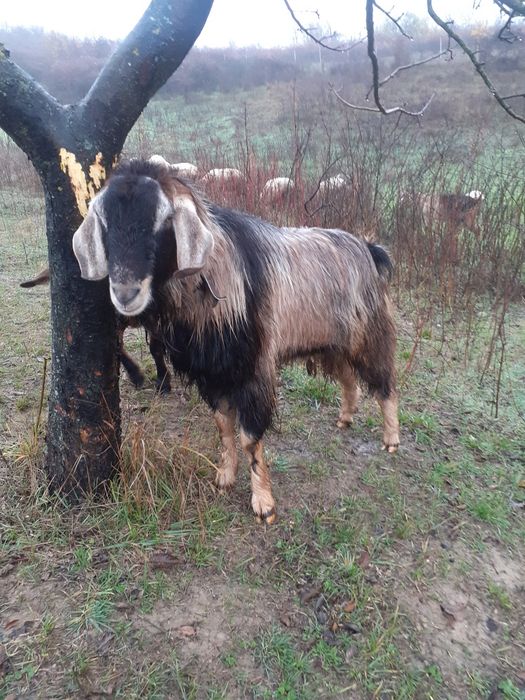 Vand, schimb tap anglonubian metis