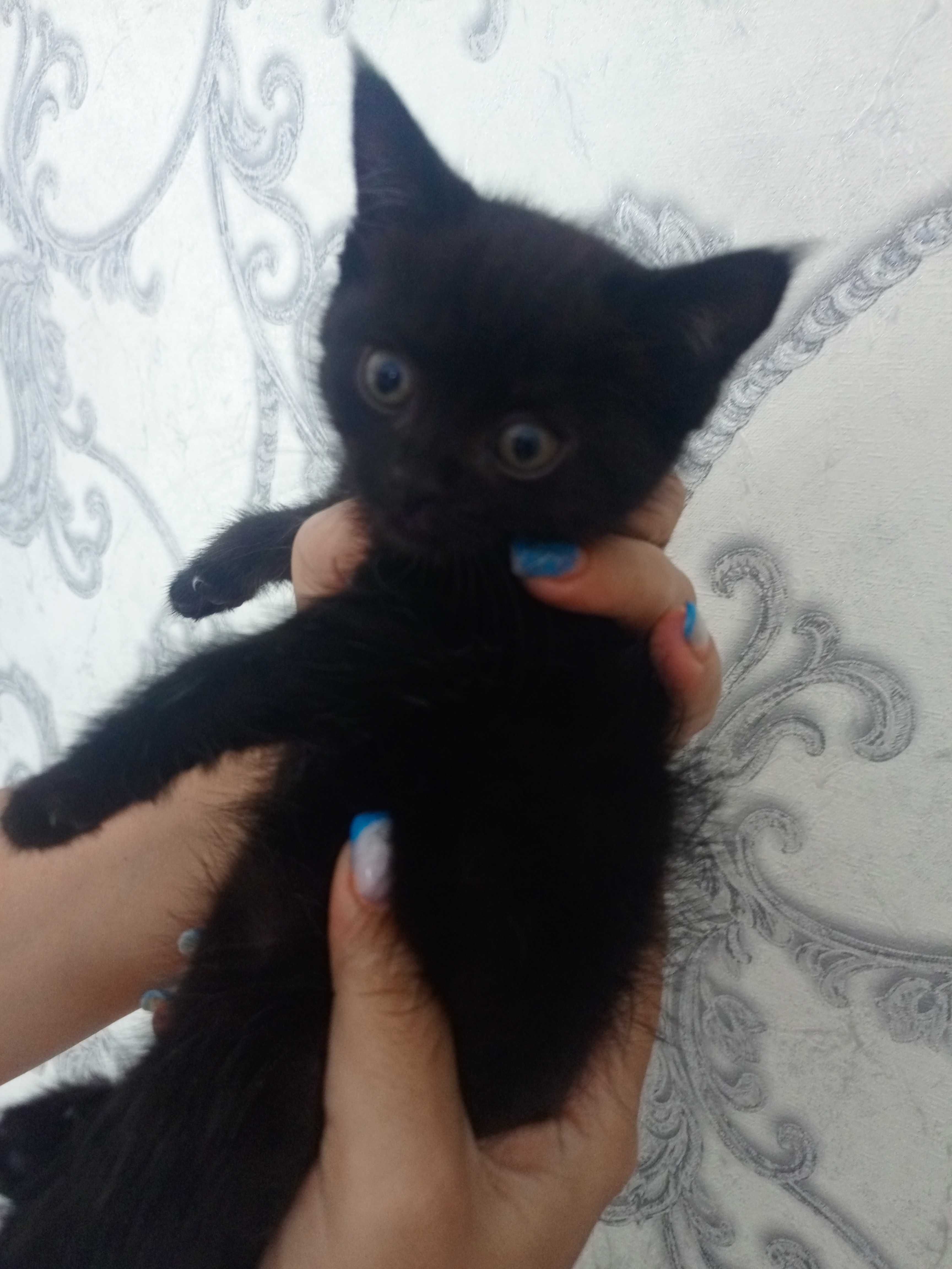 Котята бесплатно