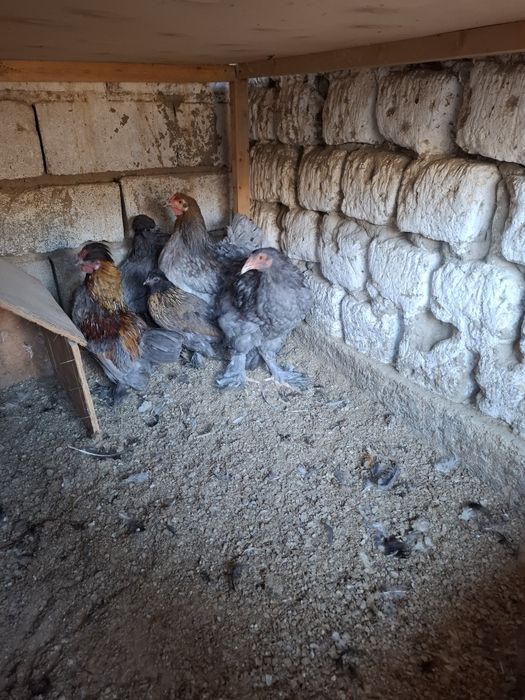 Parrandalar sotiladi