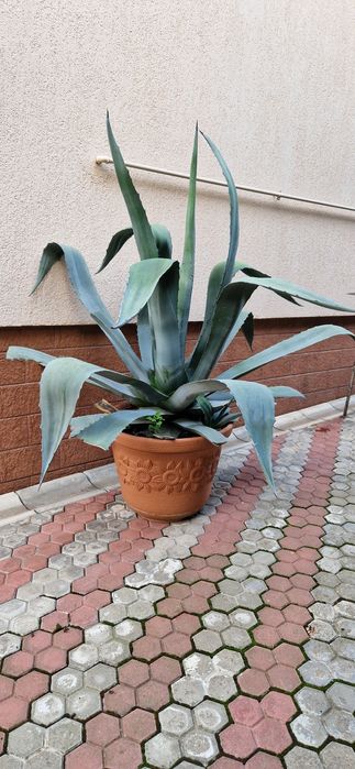 Planta Agave Americana deosebita 1,5 m