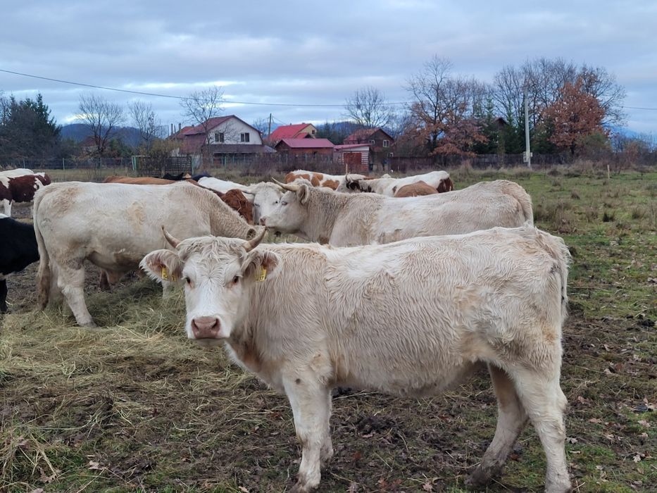 Juninci charolease si taur