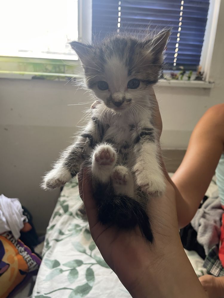 Котета-бебенца подсрявам