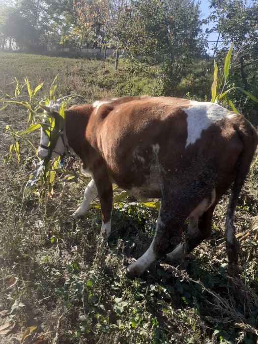 Vând vaca cu vitica