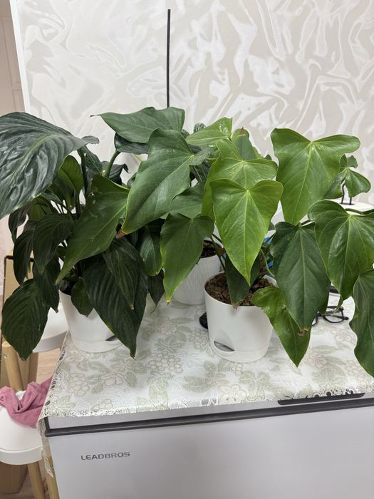 Продам цветы комнатные