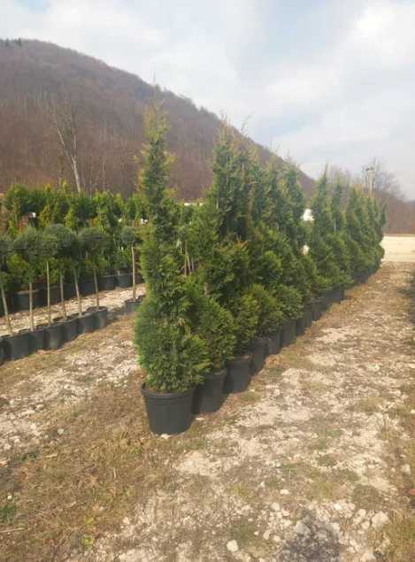 Plante Ornamentale de Exterior  oriunde in tara, Calitate Superioara