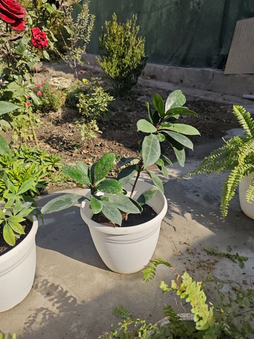 Продам свои цветы