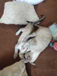Pisici spre adoptie
