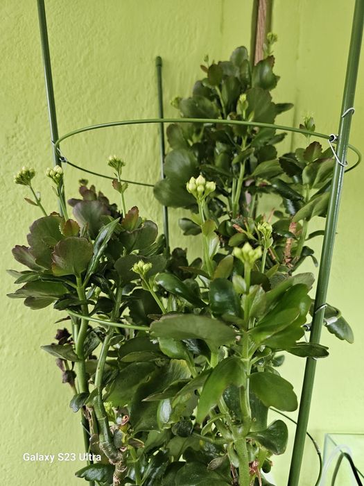Kalanchoe planta decorativă