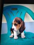 Beagle 2 luni beagle