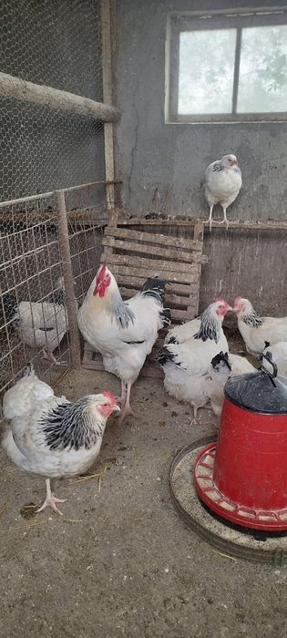 Vând sussex herminat deschis