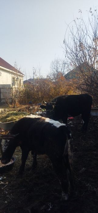 Жирный бык бычок жирная корова откорм