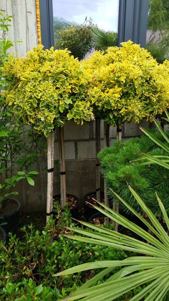 Vindem diferite specii de plante ornamentale  japonica prunus pissardi