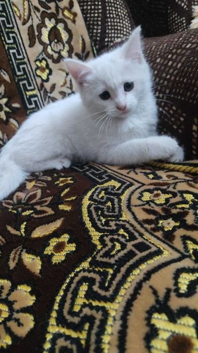 котята, отдам бесплатно