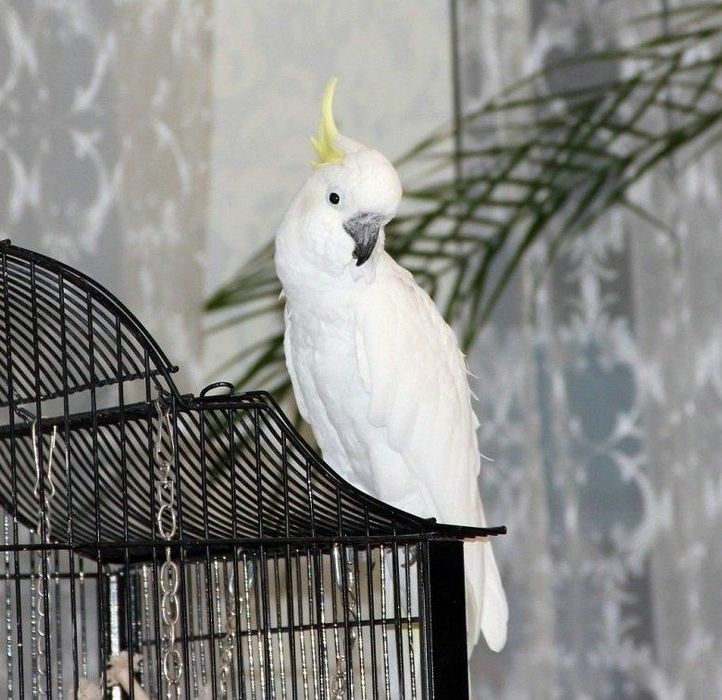 Ручные выкормыши желтохохлые какаду
