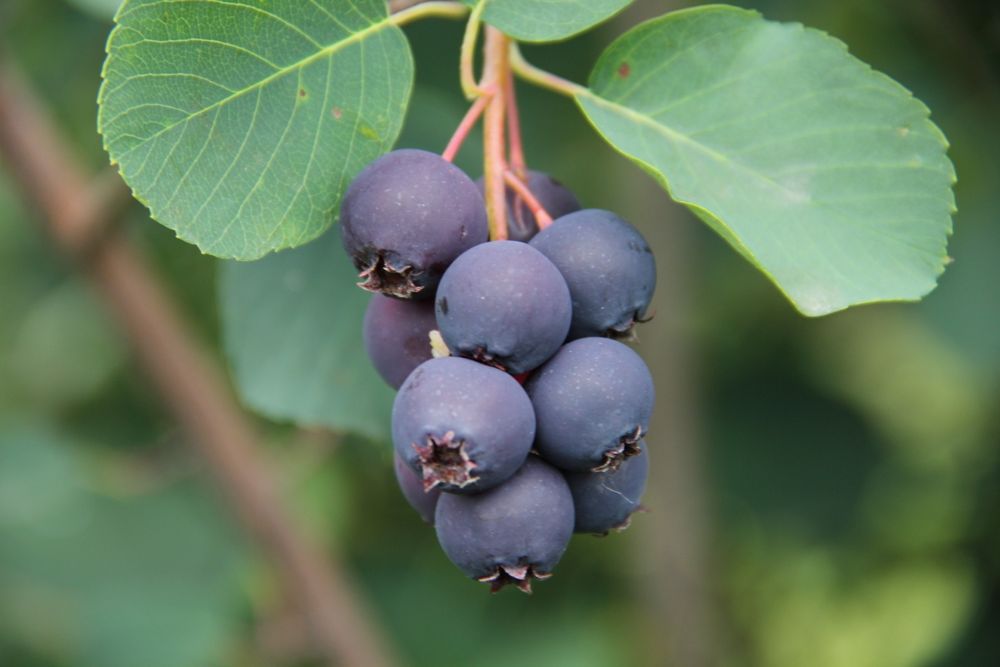 Suc afine canadiene 100%