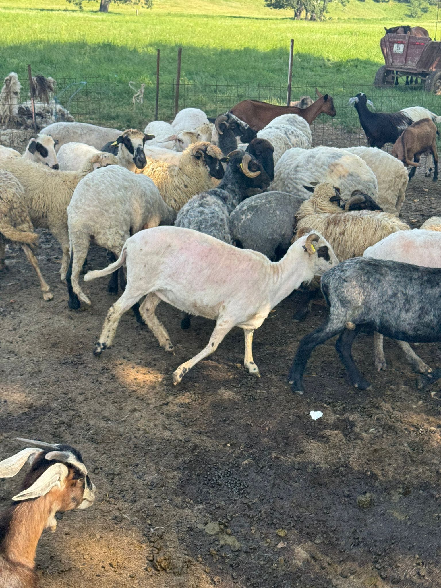 Vand 25 de oi și doi berbeci